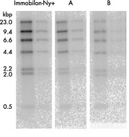 Nylon membranes were cross-linked at 254 nm and underwent multiple reprobes including, in sequence, two hybridizations with <sup>32</sup>P-labeled probe, four mock hybridizations, a seventh hybridization with <sup>32</sup>P-labeled probe followed by five mock hybridizations and a thirteenth hybridization with <sup>32</sup>P-labeled probe. The membranes were stripped in 0.4 M NaOH at 45 °C for 30 minutes between each cycle of hybridization. The mock hybridizations were the same as the true hybridizations except that no <sup>32</sup>P-labeled probe was added. Throughout the reprobing process, Immobilon-Ny+ performed better with twice the signal than both Competitor A and B's charged nylon membranes.